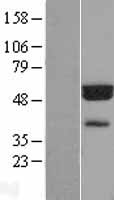 FLAD1 Human Over-expression Lysate