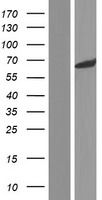 CERKL Human Over-expression Lysate