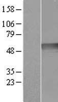 Ribonuclease Inhibitor (RNH1) Human Over-expression Lysate