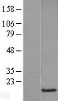 VAMP1 Human Over-expression Lysate