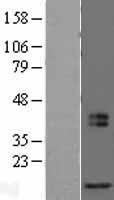 MRFAP1L1 Human Over-expression Lysate