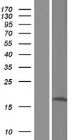 EEF1AKMT3 Human Over-expression Lysate