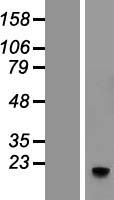 ELOB Human Over-expression Lysate