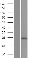 CD164L2 Human Over-expression Lysate