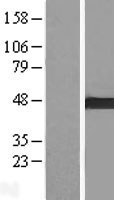 ARMC8 Human Over-expression Lysate