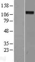 NRP2 Human Over-expression Lysate