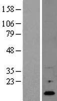 RNASE4 Human Over-expression Lysate