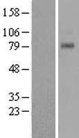 TAS1R1 Human Over-expression Lysate