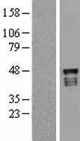 USP2 Human Over-expression Lysate