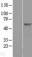 FYN Human Over-expression Lysate
