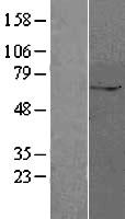 ZUP1 Human Over-expression Lysate