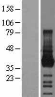 Junctional Adhesion Molecule 1 (F11R) Human Over-expression Lysate