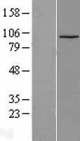 LEO1 Human Over-expression Lysate