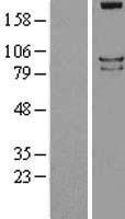 PTPRS Human Over-expression Lysate