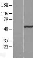 NOSTRIN Human Over-expression Lysate