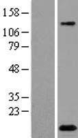 C2orf88 Human Over-expression Lysate