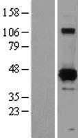 XRCC4 Human Over-expression Lysate