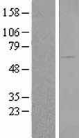 BAIAP2 Human Over-expression Lysate