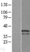 p38 (CRK) Human Over-expression Lysate