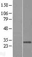 BFAR Human Over-expression Lysate