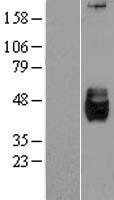 DKK3 Human Over-expression Lysate