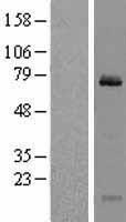 CLINT1 Human Over-expression Lysate
