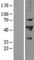 PRP19 (PRPF19) Human Over-expression Lysate