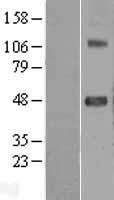 SRPX2 Human Over-expression Lysate