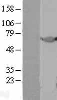 Noelin (OLFM1) Human Over-expression Lysate