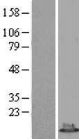 DYNLRB1 Human Over-expression Lysate