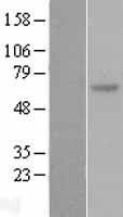 SOCS5 Human Over-expression Lysate