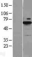 BLNK Human Over-expression Lysate