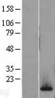 H2AZ2 Human Over-expression Lysate