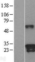 Kallikrein 9 (KLK9) Human Over-expression Lysate
