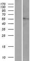 HYAL4 Human Over-expression Lysate