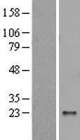 POMZP3 Human Over-expression Lysate