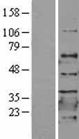 NC2 alpha (DRAP1) Human Over-expression Lysate