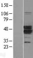 MAGEA11 Human Over-expression Lysate