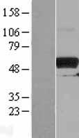 PKMYT1 Human Over-expression Lysate