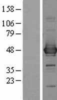 CCBL1 (KYAT1) Human Over-expression Lysate