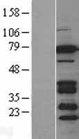 BRSK2 Human Over-expression Lysate