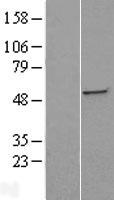 ST3GAL5 Human Over-expression Lysate