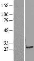 SM22 alpha (TAGLN) Human Over-expression Lysate