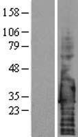Syndecan 4 (SDC4) Human Over-expression Lysate