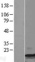 Macrophage Inflammatory Protein 1 beta (CCL4) Human Over-expression Lysate