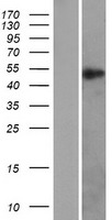 Retinoid X Receptor alpha (RXRA) Human Over-expression Lysate