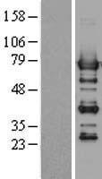 SHP1 (PTPN6) Human Over-expression Lysate