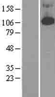 PDE4 (PDE4B) Human Over-expression Lysate