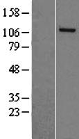 NASP Human Over-expression Lysate