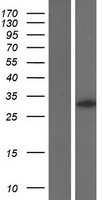 EPCAM Human Over-expression Lysate